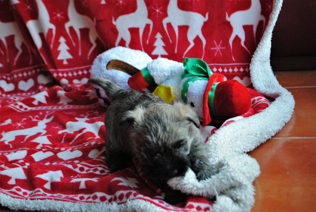 De La Fine Truffe - Cairn Terrier - Portée née le 09/11/2019